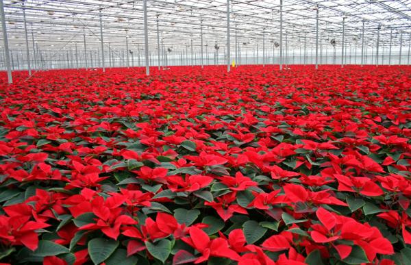 Horticultural Charcoal vs. Activated Charcoal for Sick Soils