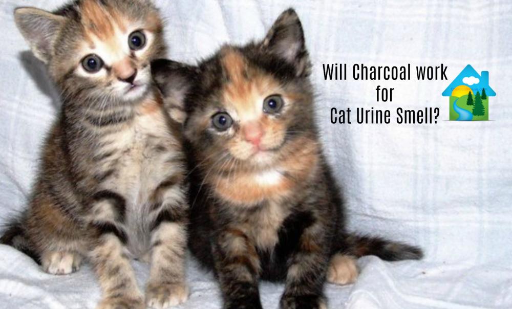 Charcoal for Cat Urine Smell