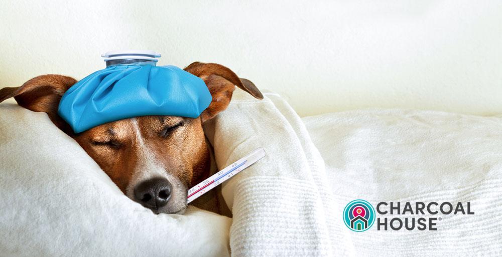 Don’t Be Caught Without Vet Detox This Holiday Season!