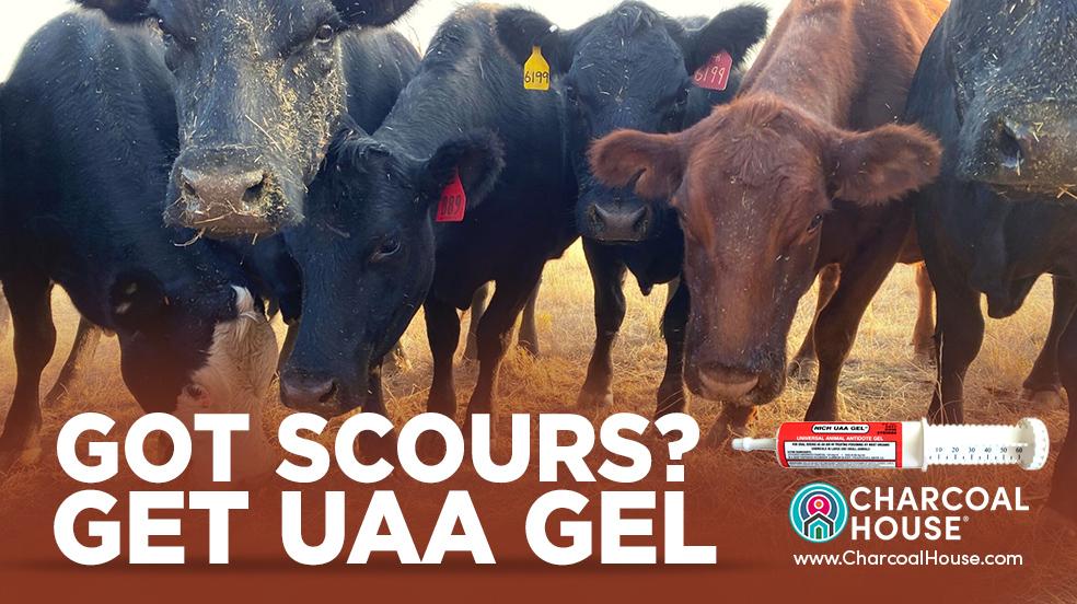 UAA Gel for Scours In Cattle