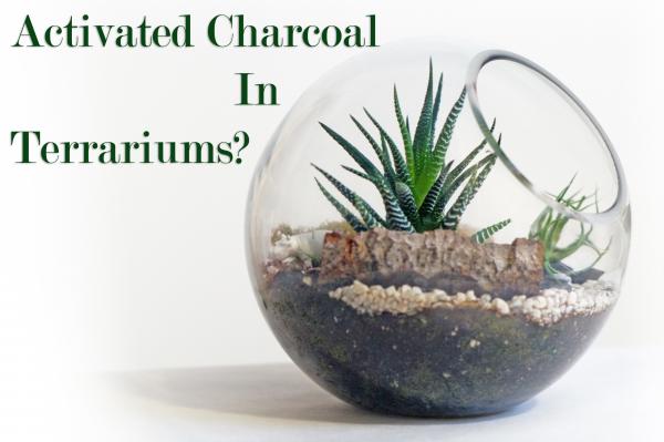 Charcoal in Terrariums