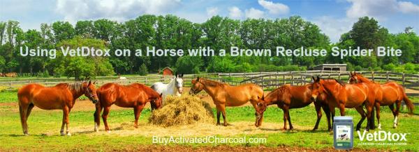 Using Activated Charcoal on Horse with Brown Recluse Bite