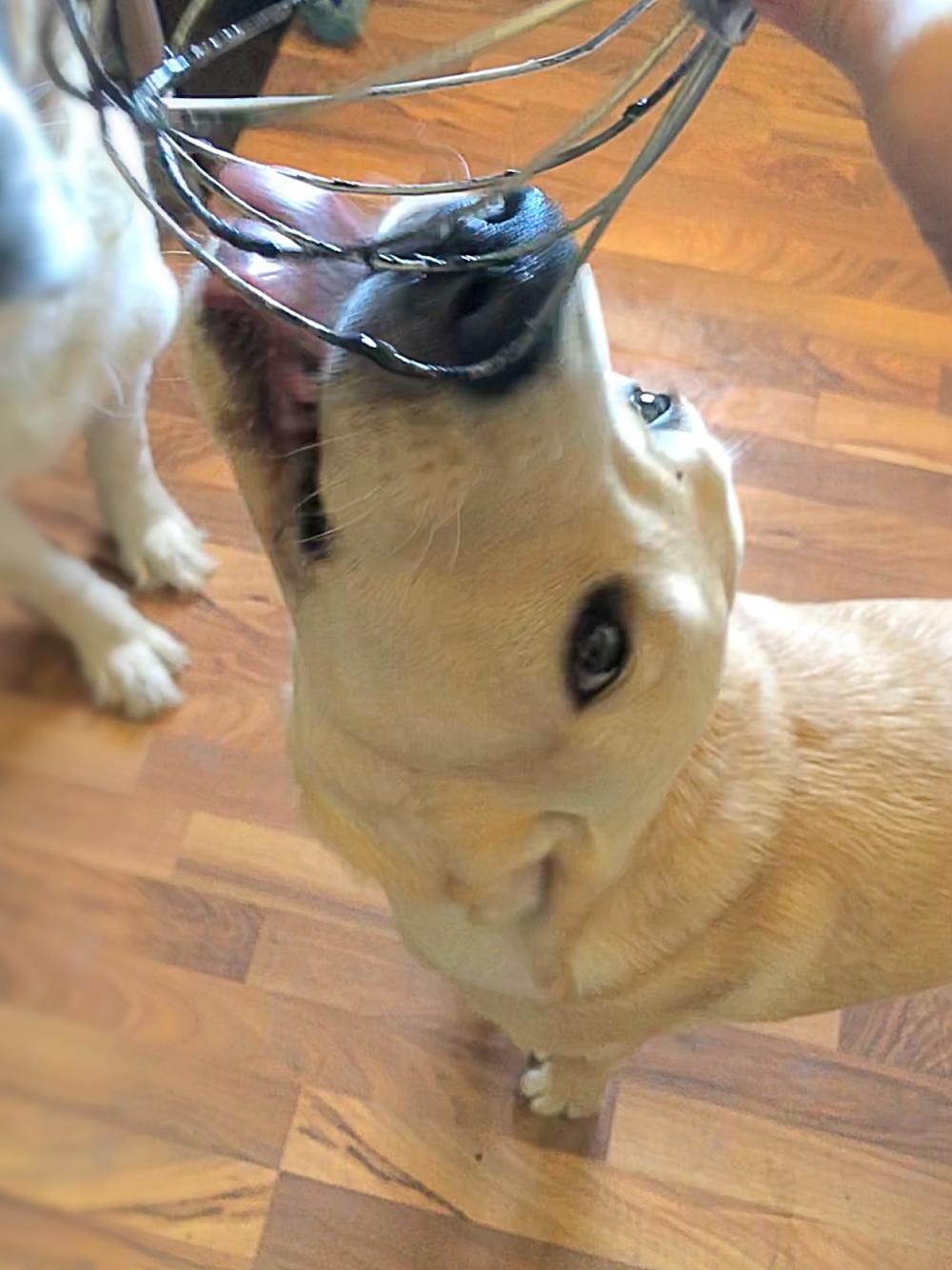 Summer Frozen Dog Treat