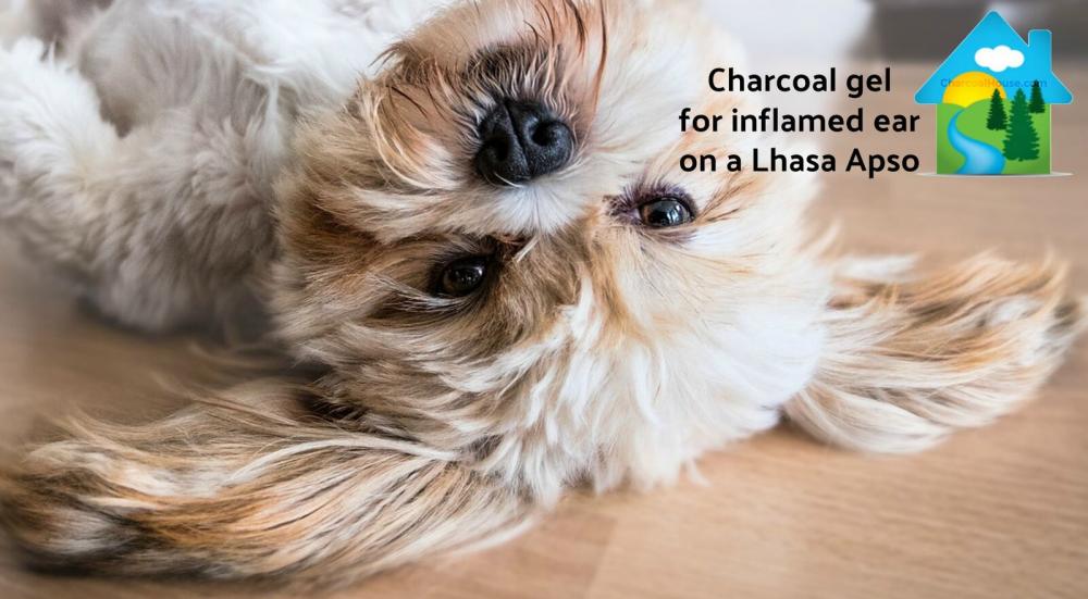 Can Charcoal Help Inflamed Dog Ear?