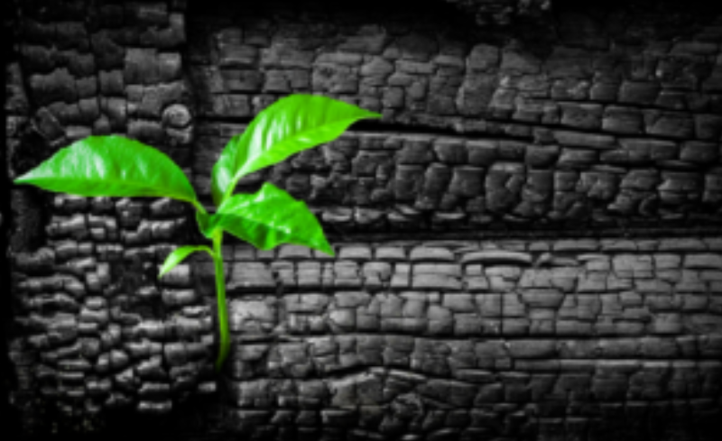 Biochar: What Is It and How Does It Help My Soil?