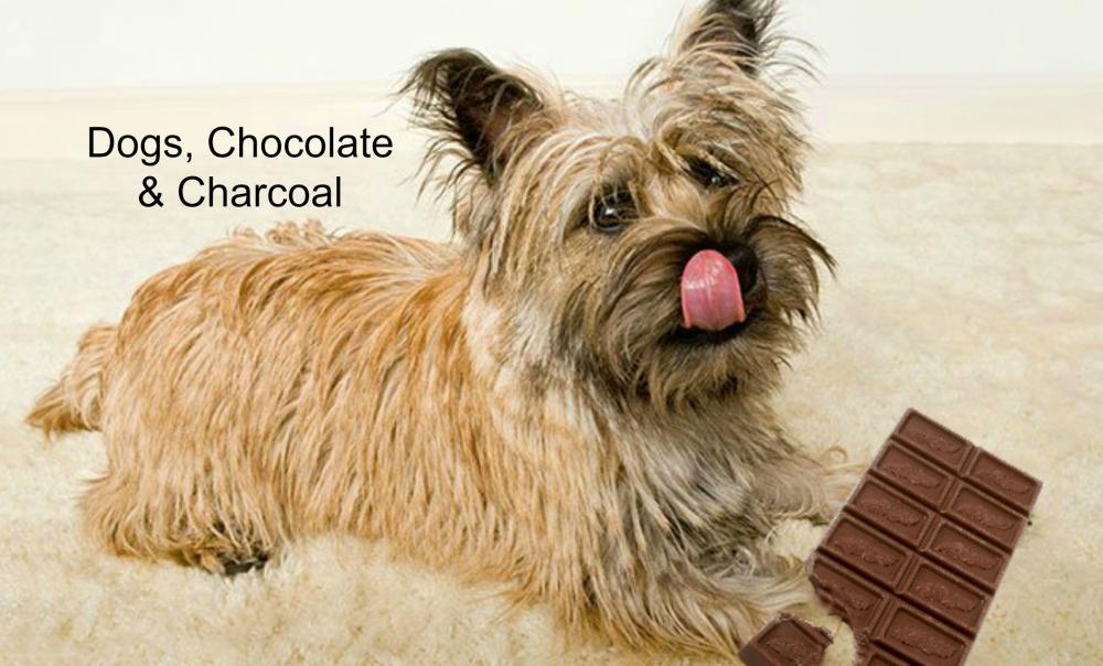 Dogs, Chocolate and Charcoal