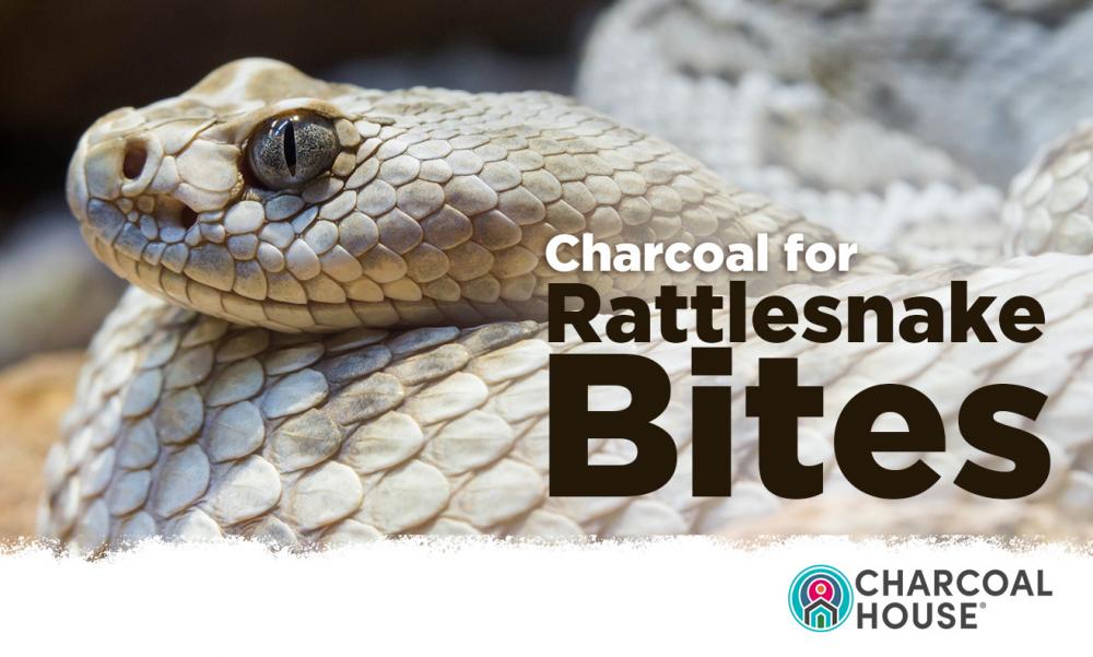 Charcoal for Rattlesnake Bites: What To Do When A Snake Bites Your Dog