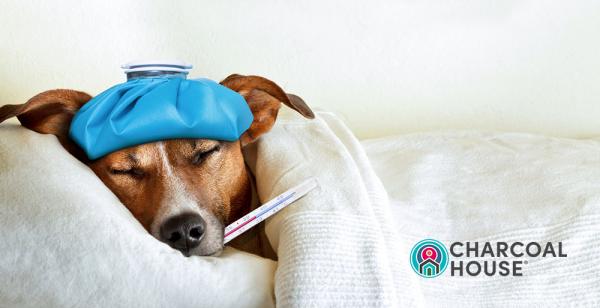 Don’t Be Caught Without Vet Detox This Holiday Season!