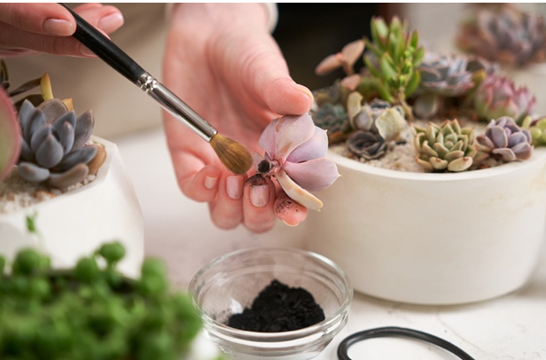 Activated Charcoal – Super Detoxiﬁcation and Cleansing for Plants and Animals