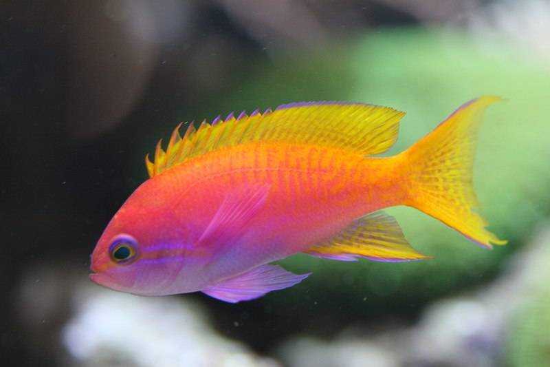 Neon Coral Fish