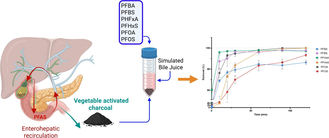 Time-dependent removal of a panel of perfluoroalkyl substances from a simulated bile juice by activated charcoal for human consumption